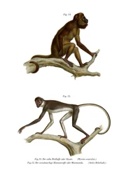 Red Howler Monkey